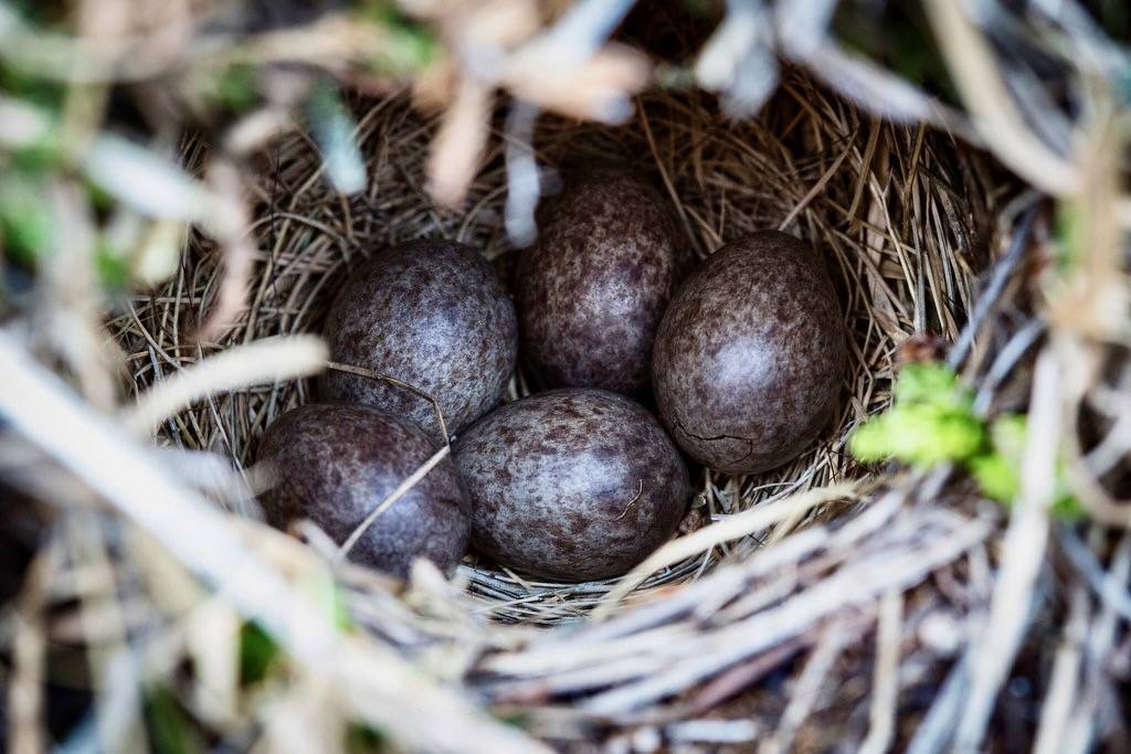 American Pipit Ground Nest by Jacob W. Frank / Rocky Mountain National Park is licensed under CC BY-ND 2.0